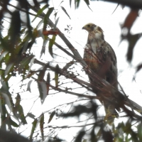 At first this Juv African Harrier-hawk fooled me thinking it was European Honey-buzzard